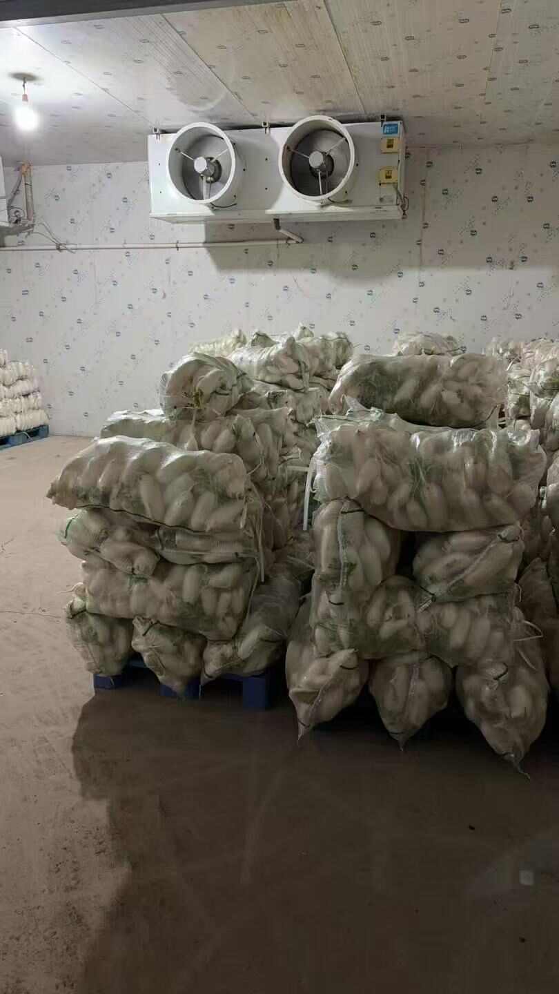 白萝卜，湖北白萝卜大量上市，欢迎联系