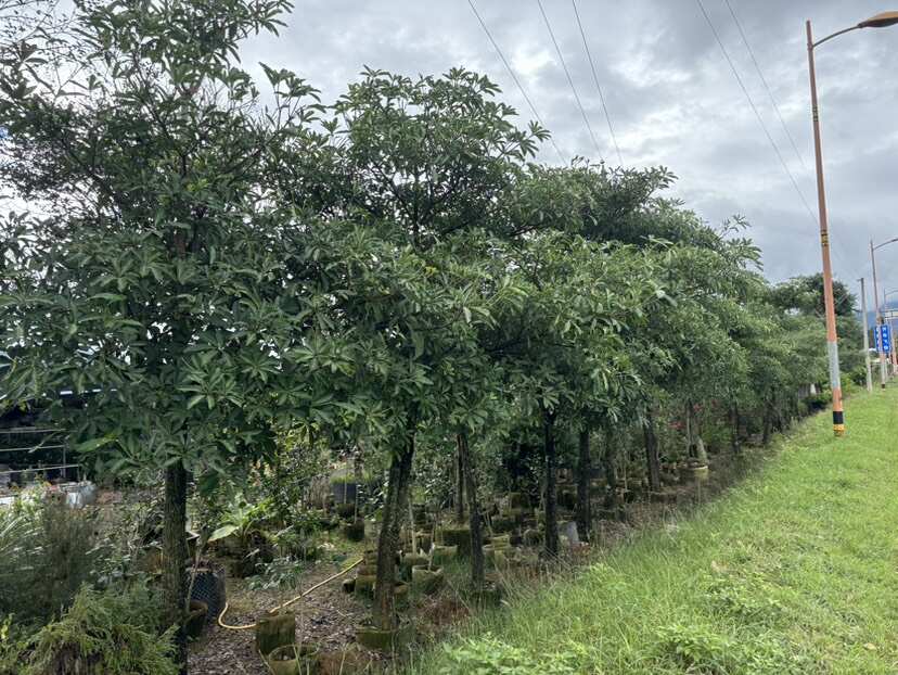 12-18公分灯台树