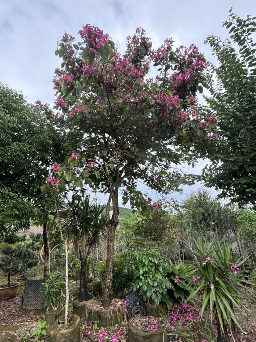 18-20公分红花羊蹄甲