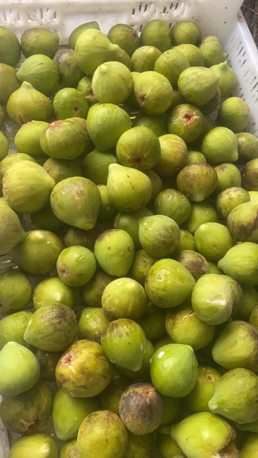 威海无花果自家农产品