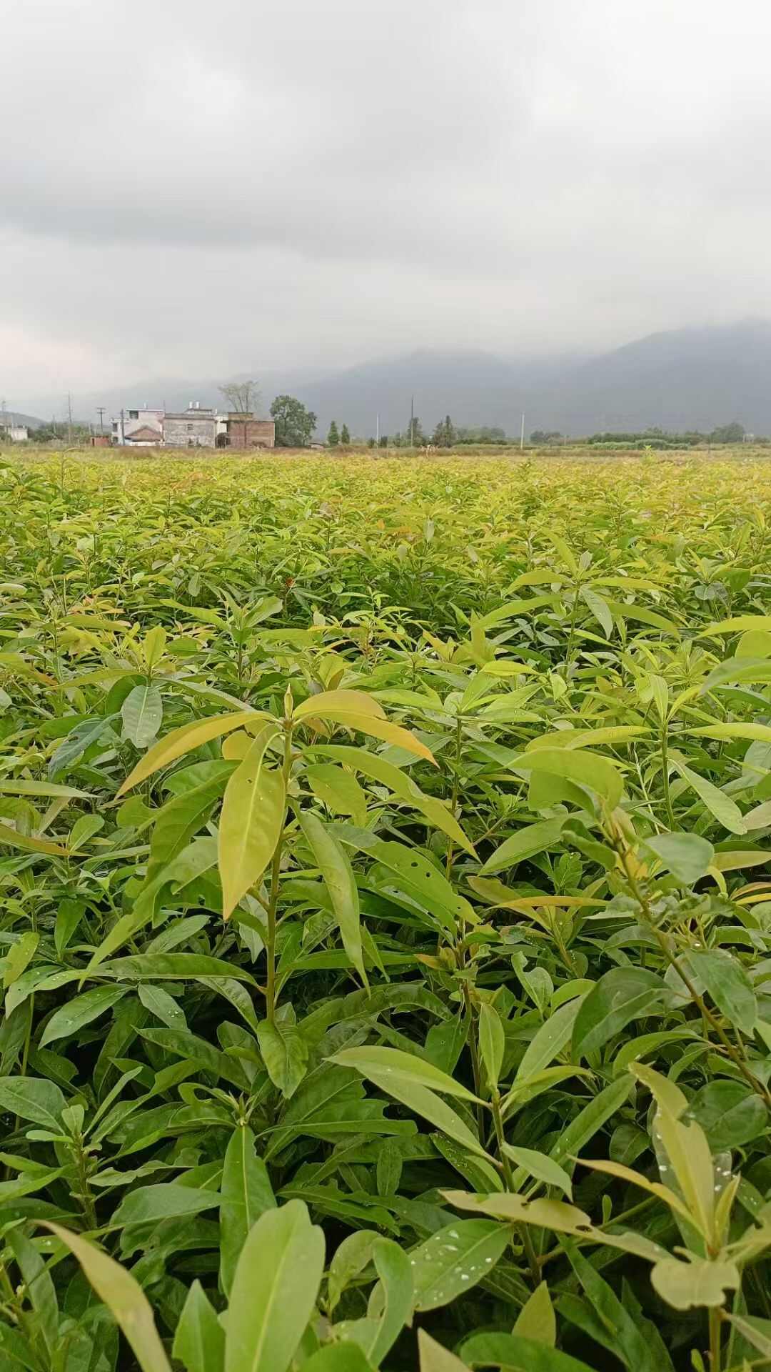 木荷，