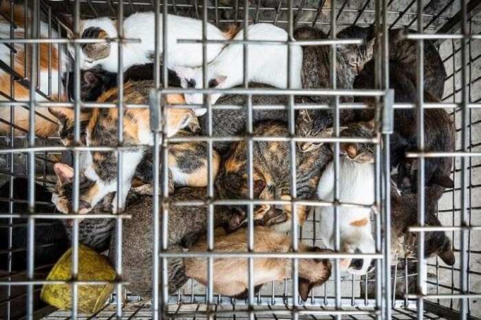 普宁市广东普宁肉猫 优质生鲜 活体供应