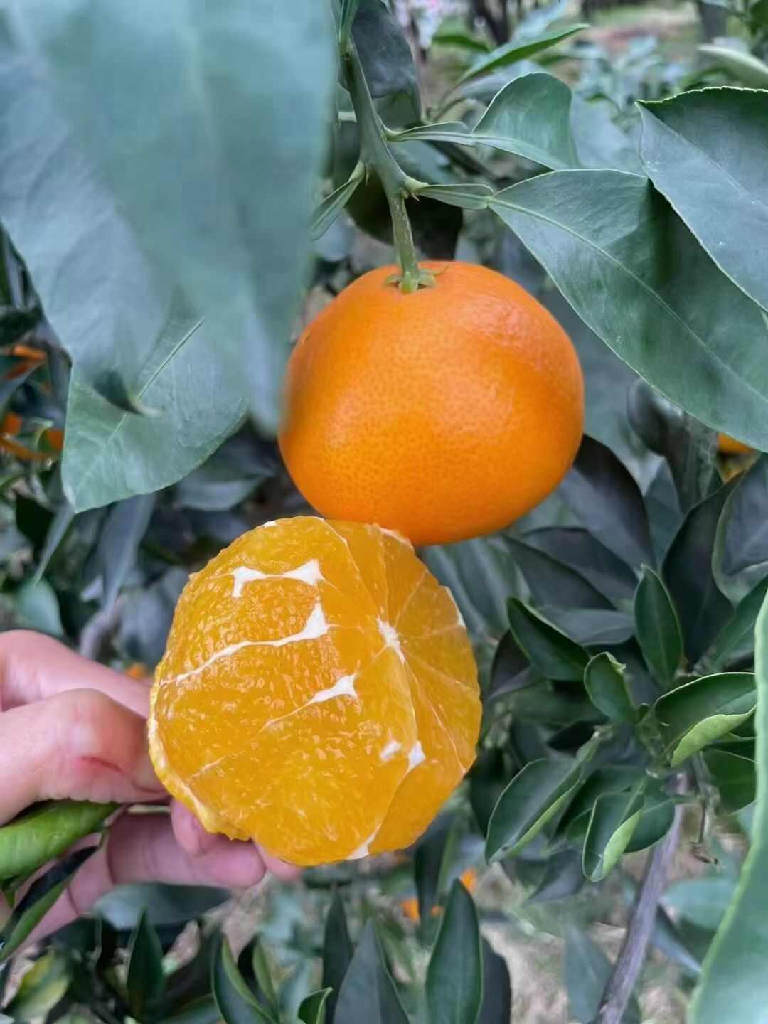 爱媛橙/耙耙柑等，量大。皮张好看，甜度足