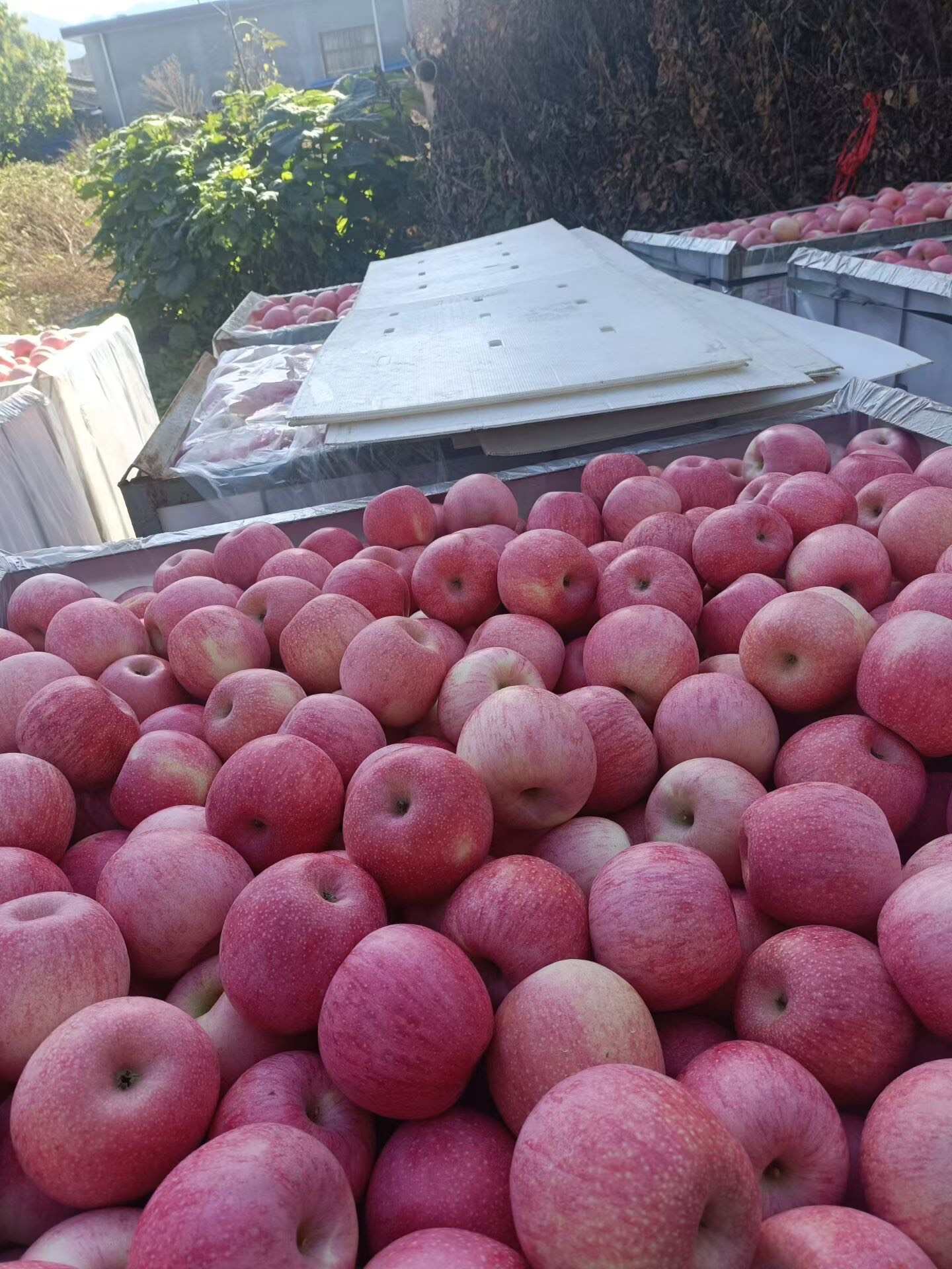 甘肃天水秦冠苹果 产地直发 新鲜采摘