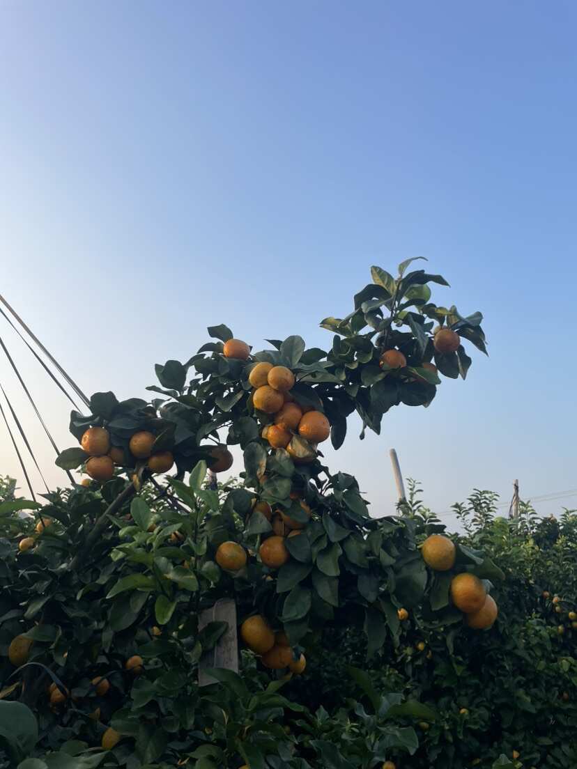 广西金秋砂糖橘产地直供