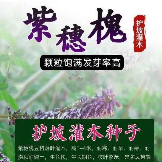 紫穗槐种子护坡工程专用灌木种子多年生四季棉槐紫翠槐蜜源种籽