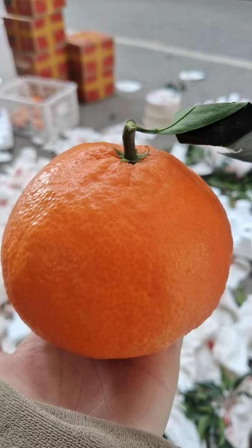 爱媛橙/耙耙柑等，量大。皮张好看，甜度足