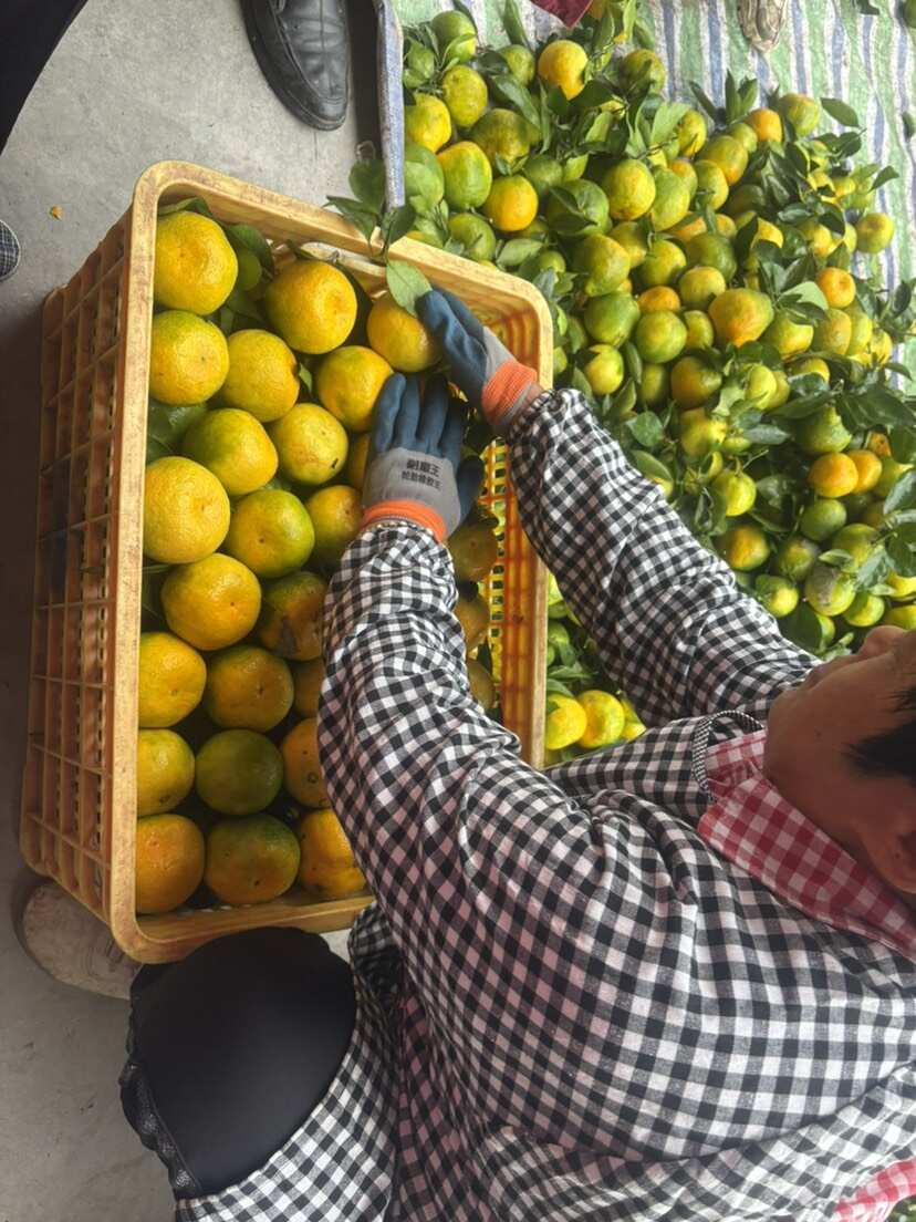 雁江蜜桔