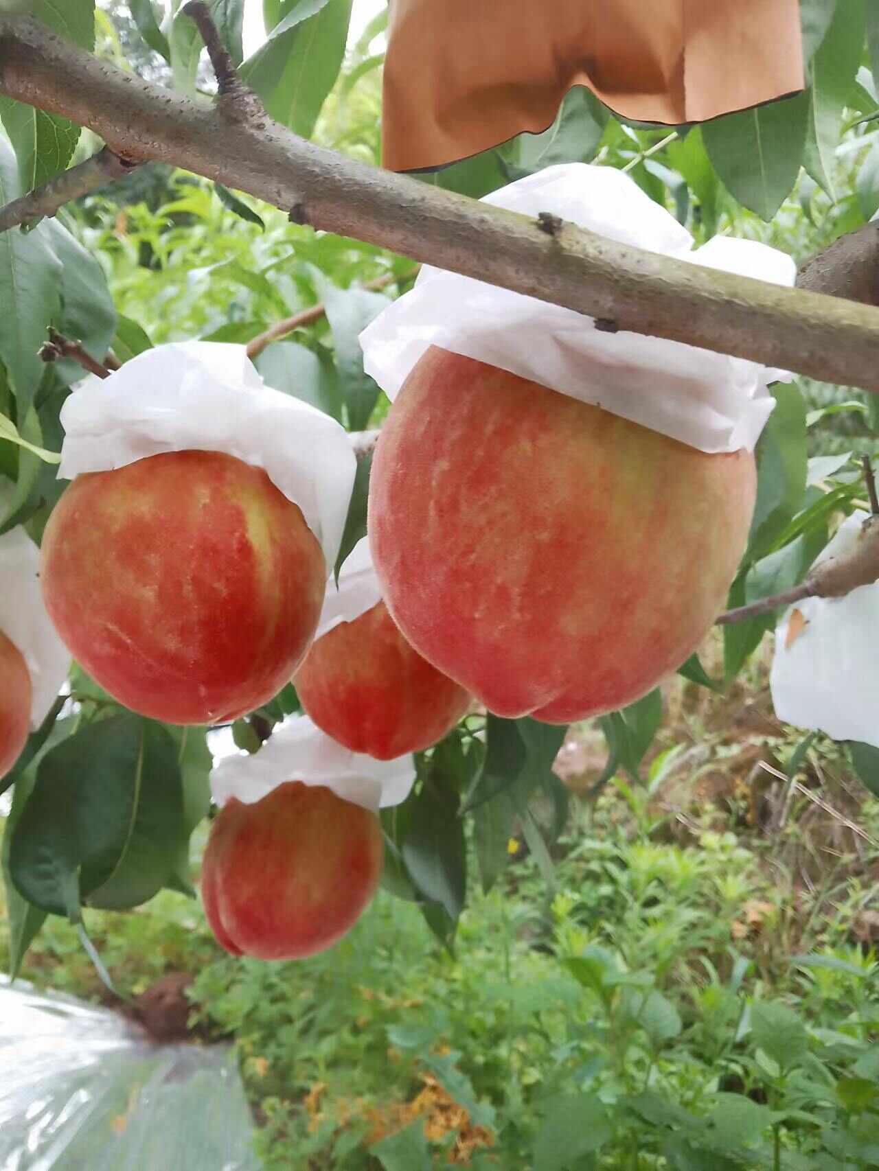 晚湖景水蜜桃嫁接桃树苗南北均可种植桃子树苗