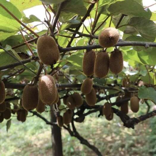 大方县猕猴桃，甜得像初恋，