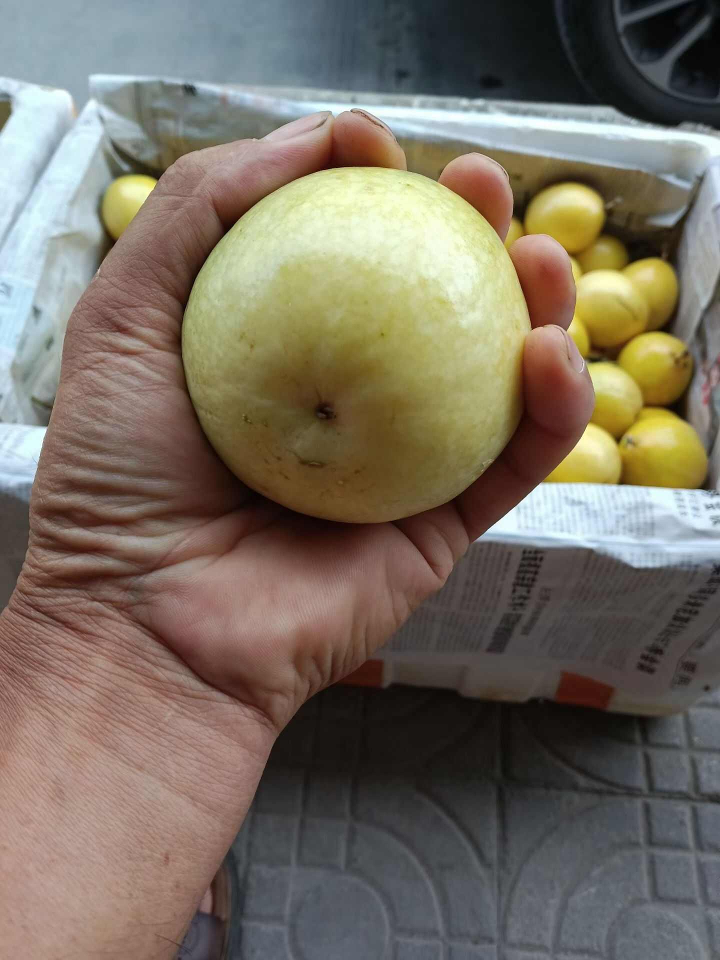 自家种黄金百香果 大量批发/零售