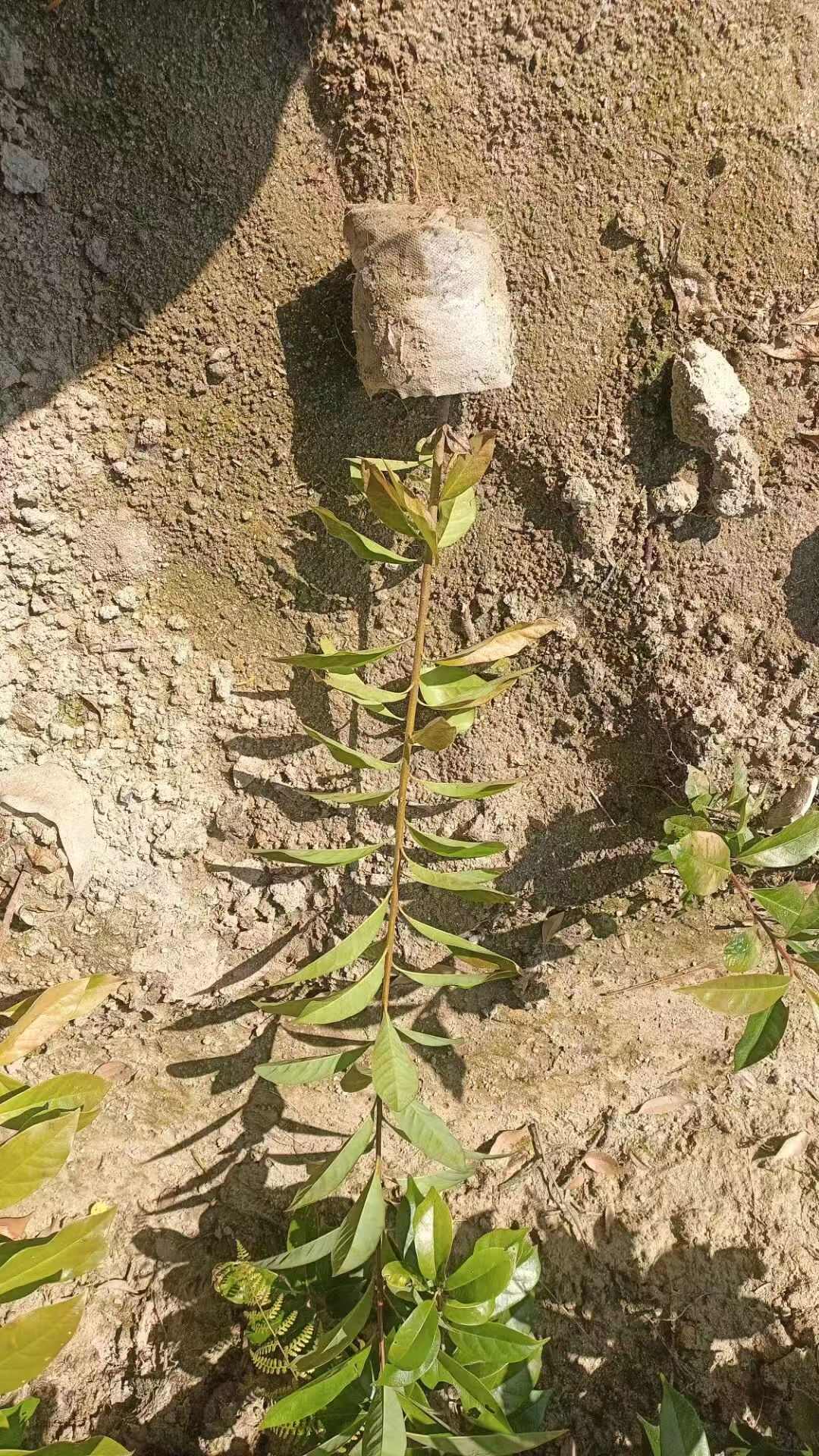 木荷，