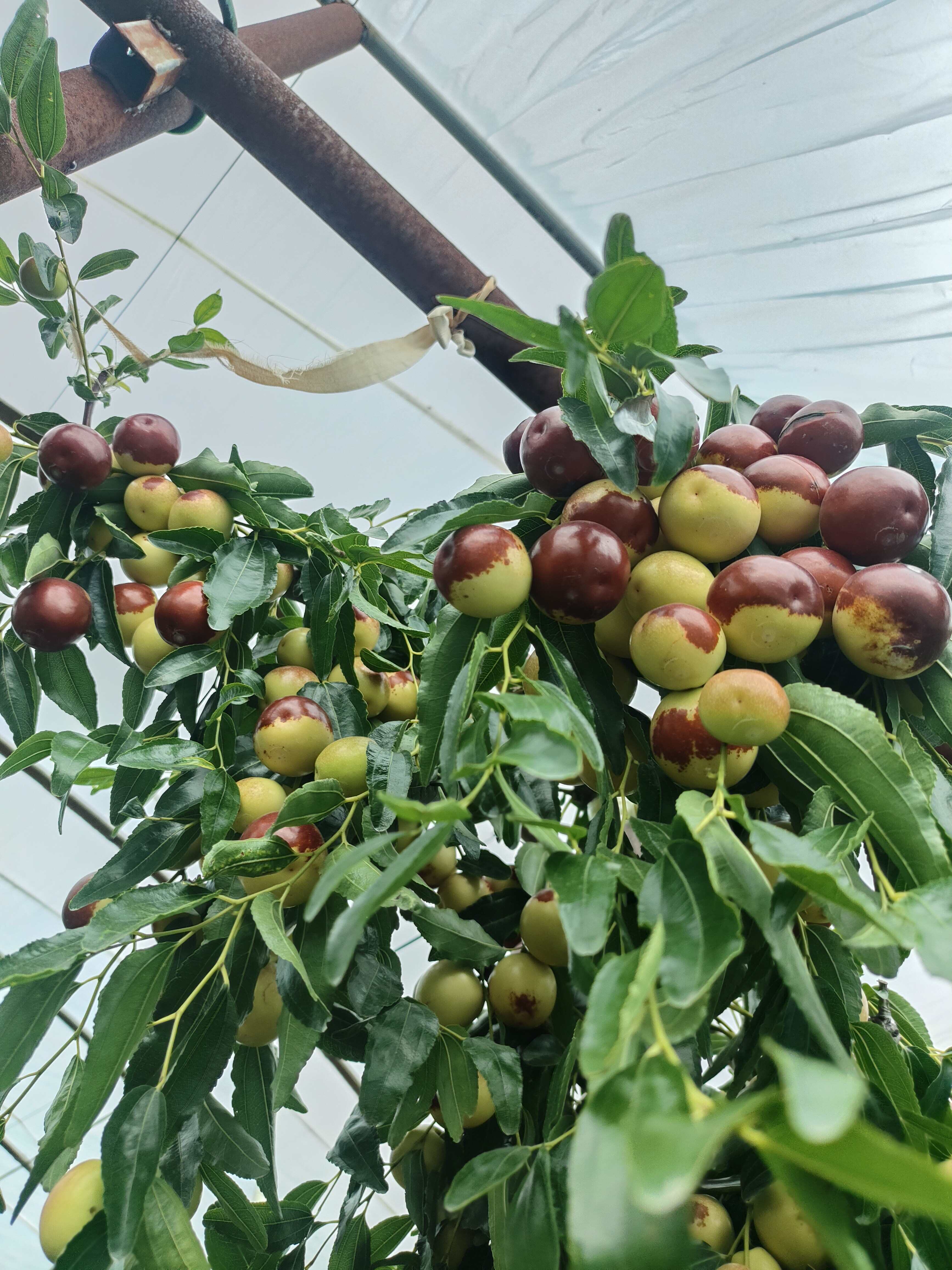 陕西泔河冬枣，泔河岸边高海拔滋养，每一颗都甜润爆汁