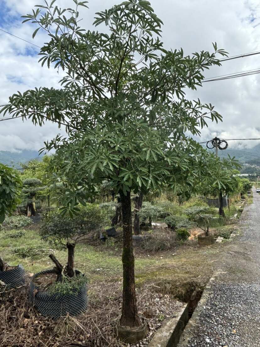 12-18公分灯台树