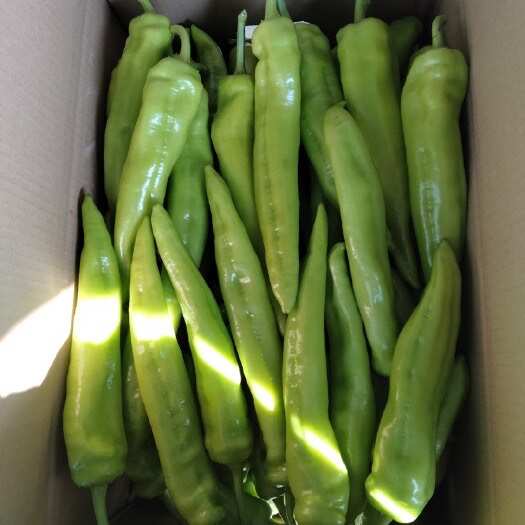 山东潍坊黄皮辣椒，货源充足，个大饱满