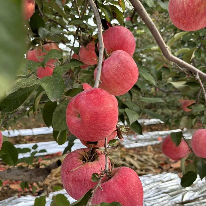 辽宁海城脆甜高山寒富苹果