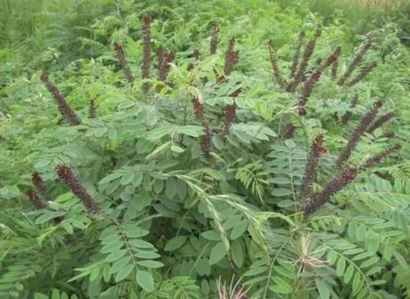 紫穗槐种子护坡工程专用灌木种子多年生四季棉槐紫翠槐蜜源种籽