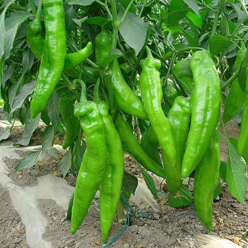 山东潍坊黄皮辣椒，货源充足，个大饱满