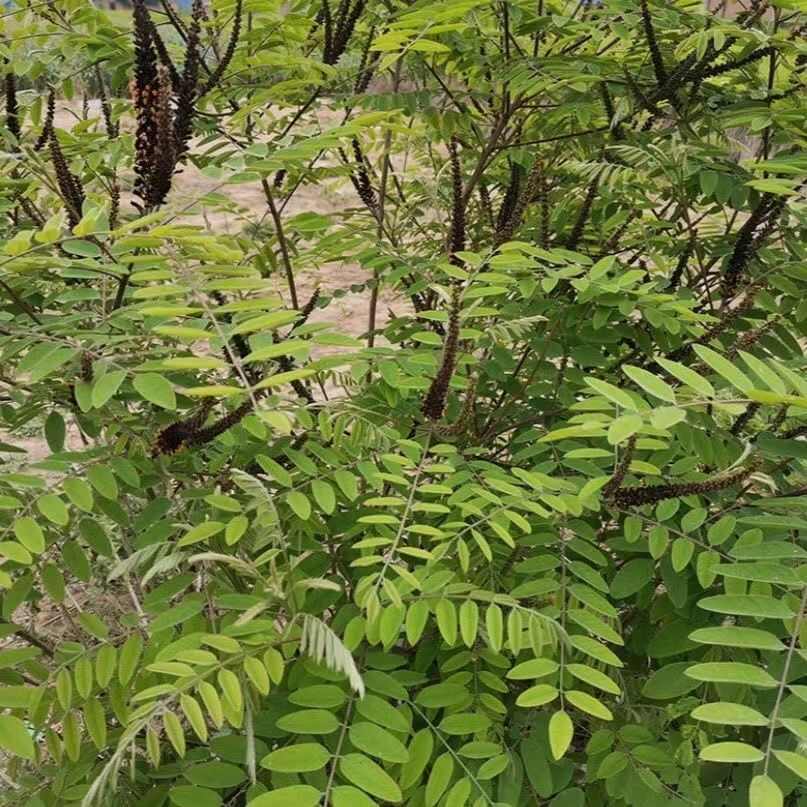 紫穗槐种子护坡工程专用灌木种子多年生四季棉槐紫翠槐蜜源种籽