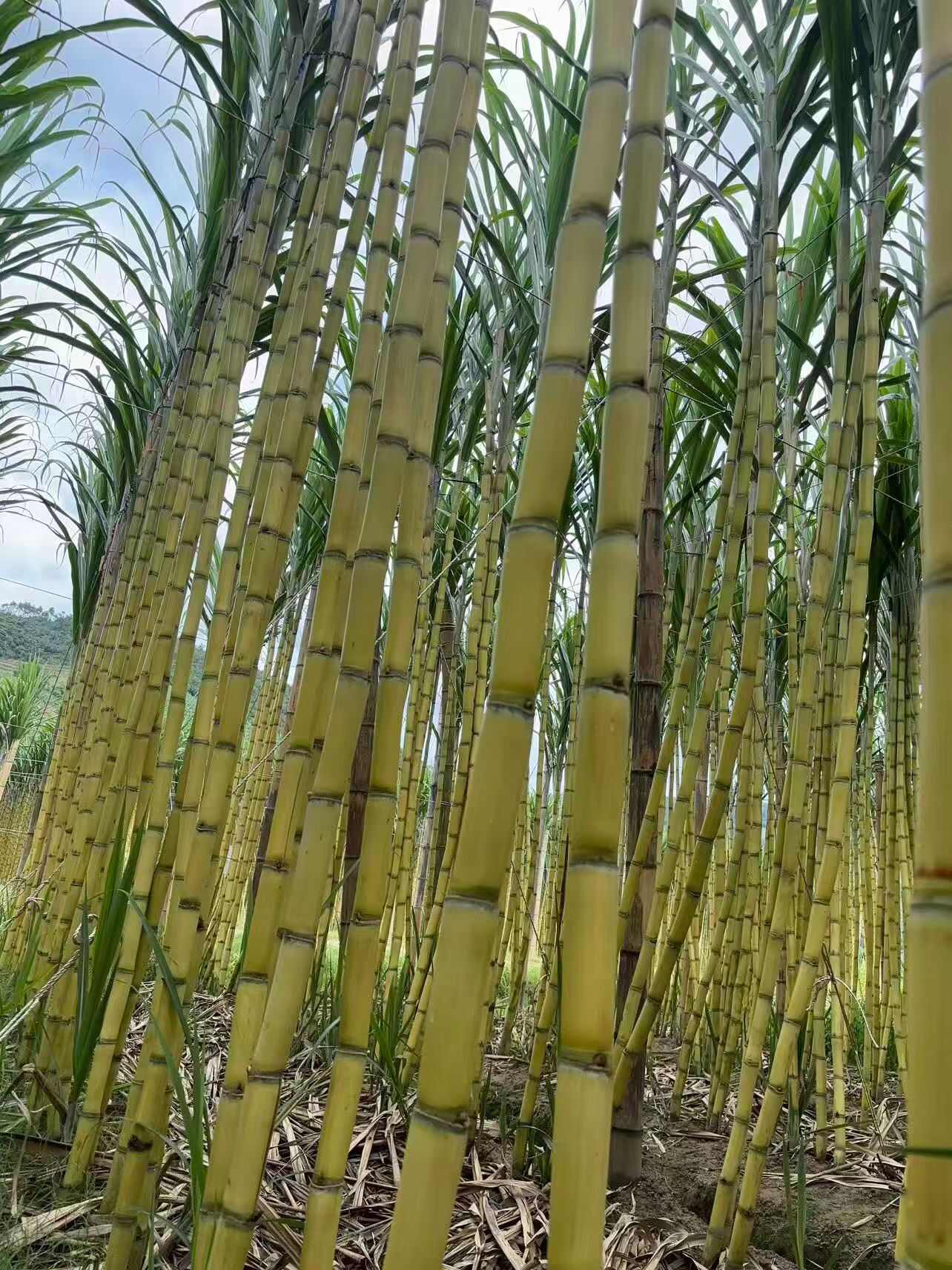 云南黄金甘蔗