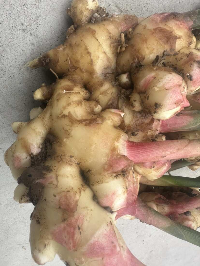 小黄姜，可留种，可做泡菜，可用于配料。