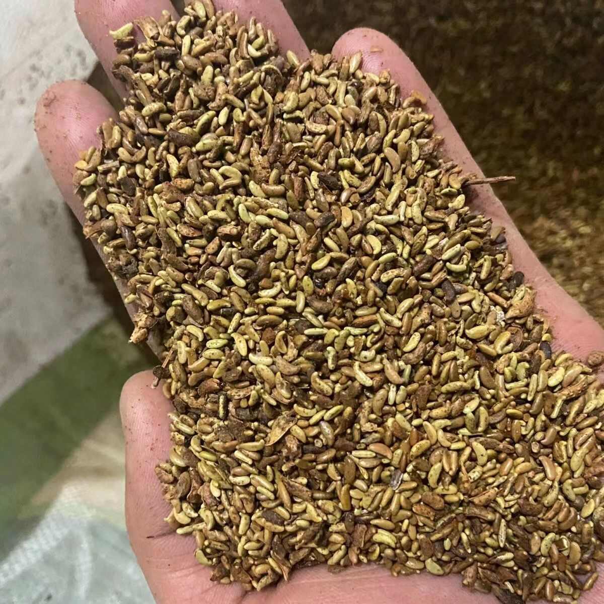 紫穗槐种子护坡工程专用灌木种子多年生四季棉槐紫翠槐蜜源种籽