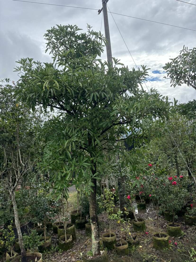 12-18公分灯台树