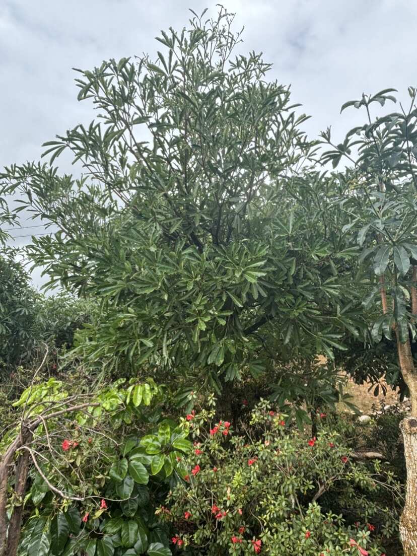 12-18公分灯台树