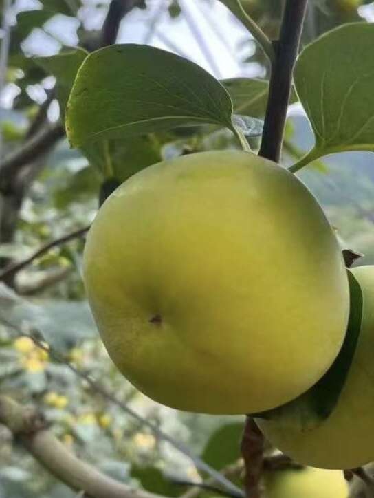 太秋甜柿苗