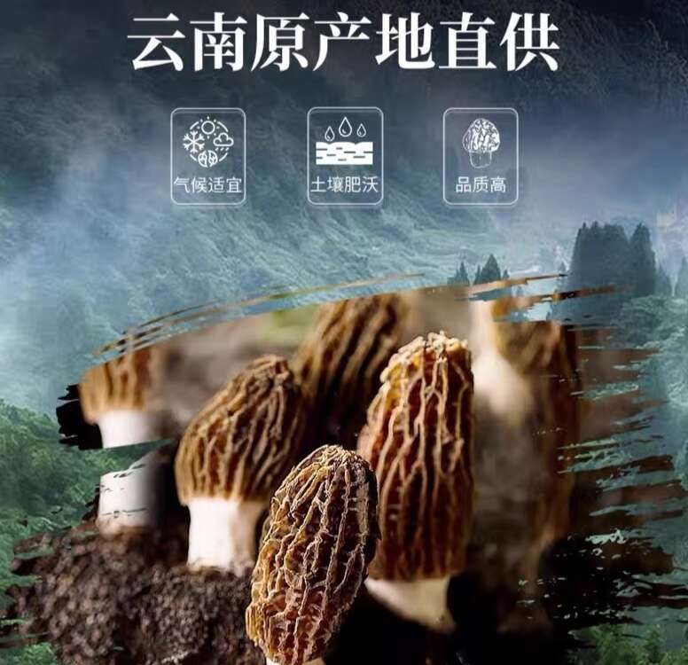 精选云滇高山羊肚菌特产干货新鲜牛肚菌菇煲汤食材农家菌菇香菇
