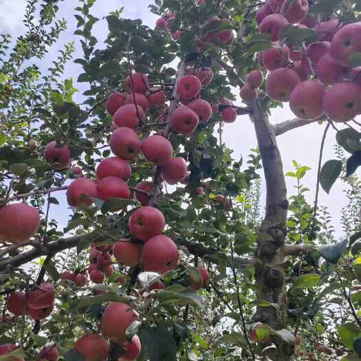 果园优质苹果现摘现发