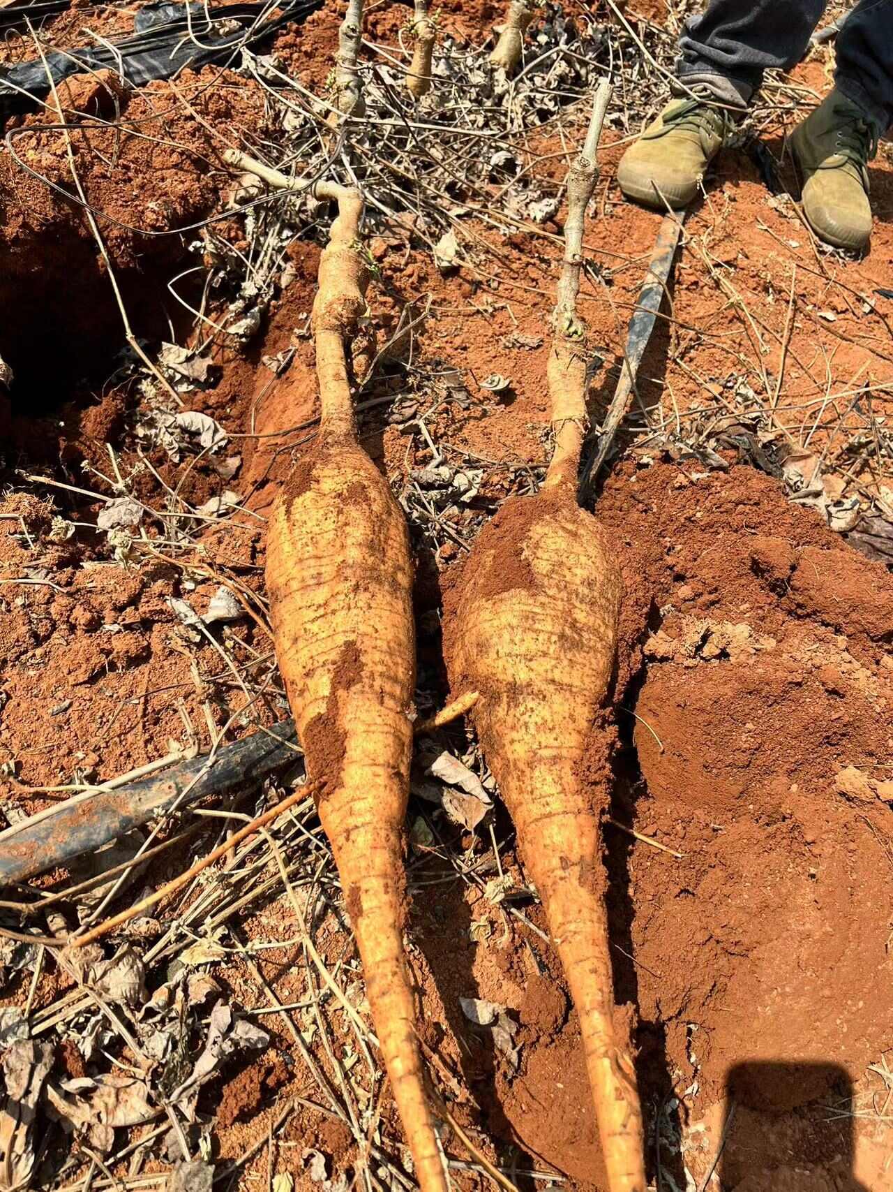 粉葛，需要联系