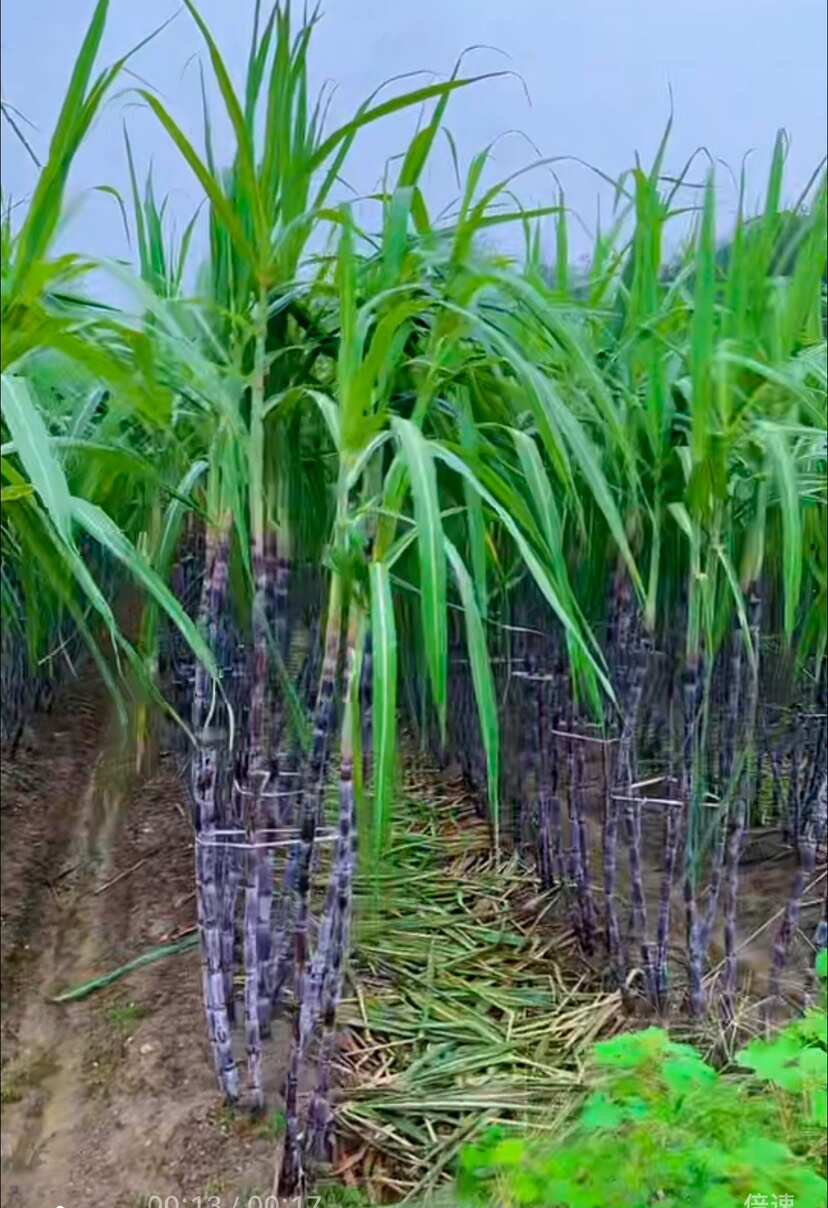 优质一级甘蔗，现货现发新鲜多汁