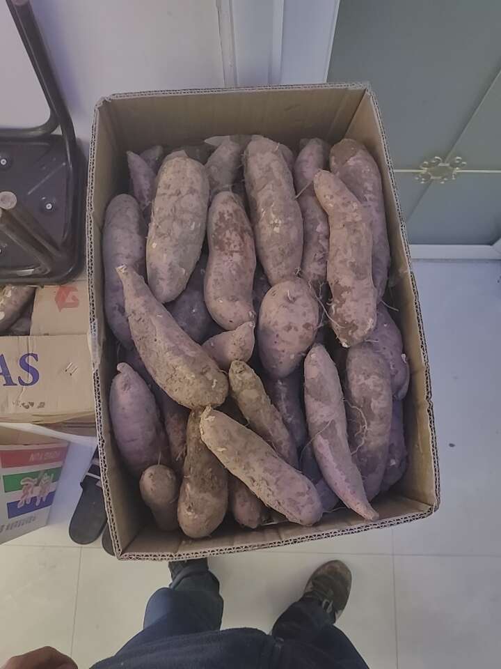 红薯现货