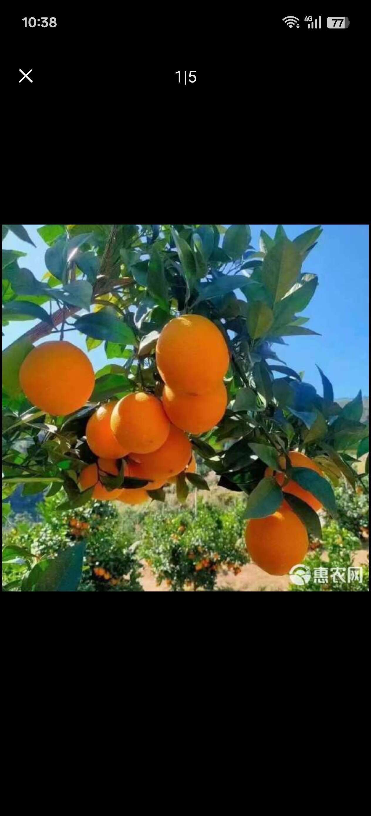 赣南脐橙自家果园一件代发批发零售