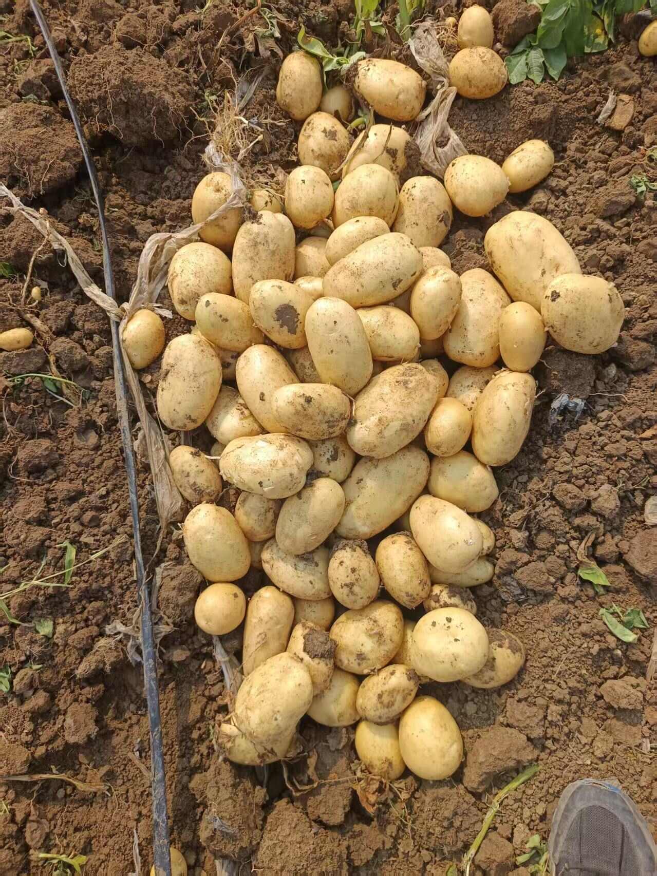 陕西定边土豆 新鲜根茎蔬菜产地直发