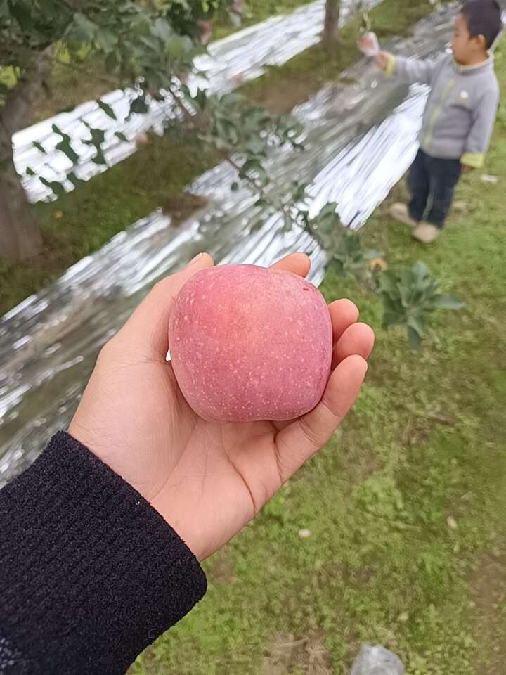 预售红富士 新鲜采摘