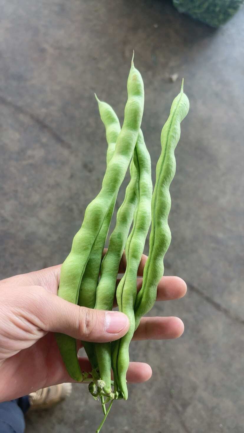 各级大青豆，质量保证，长期稳定供应！