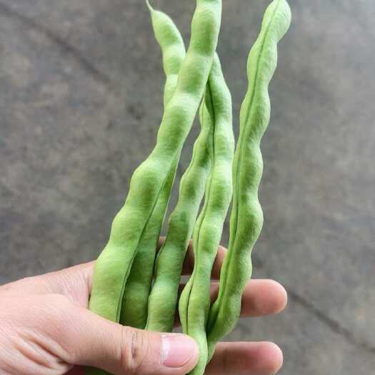 各级大青豆，质量保证，长期稳定供应！