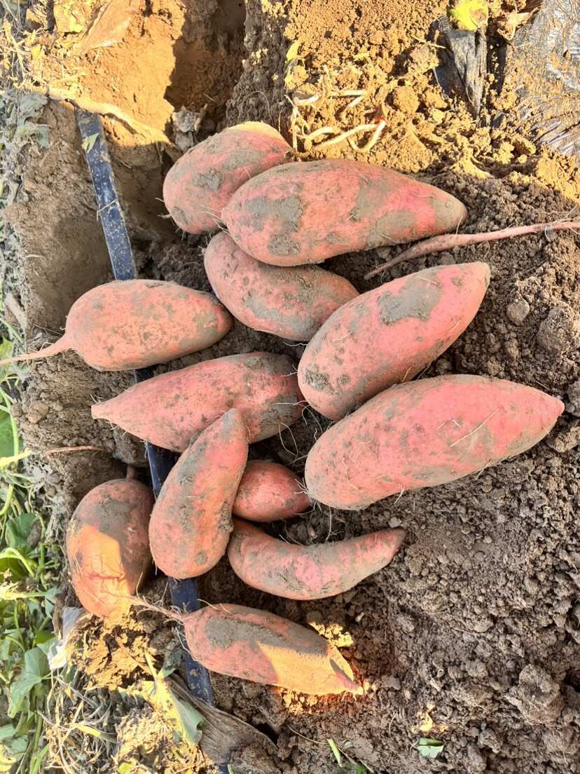 龙九蜜薯支持市场电商加工厂大量供应