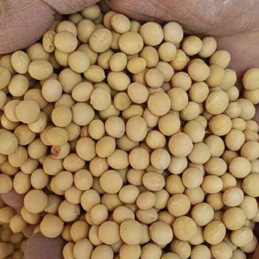 济宁高蛋白大粒东北豆山东豆 蛋白43+，一等品，发货快