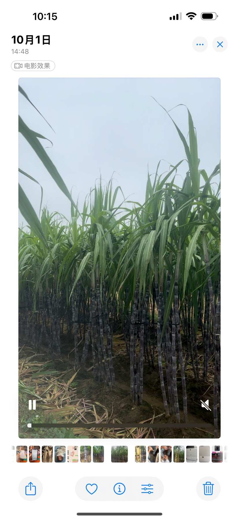 优质一级甘蔗，现货现发新鲜多汁