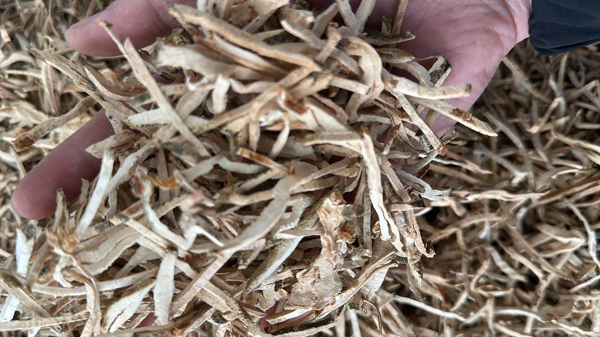 香橼丝无硫量大优惠电话联系新货