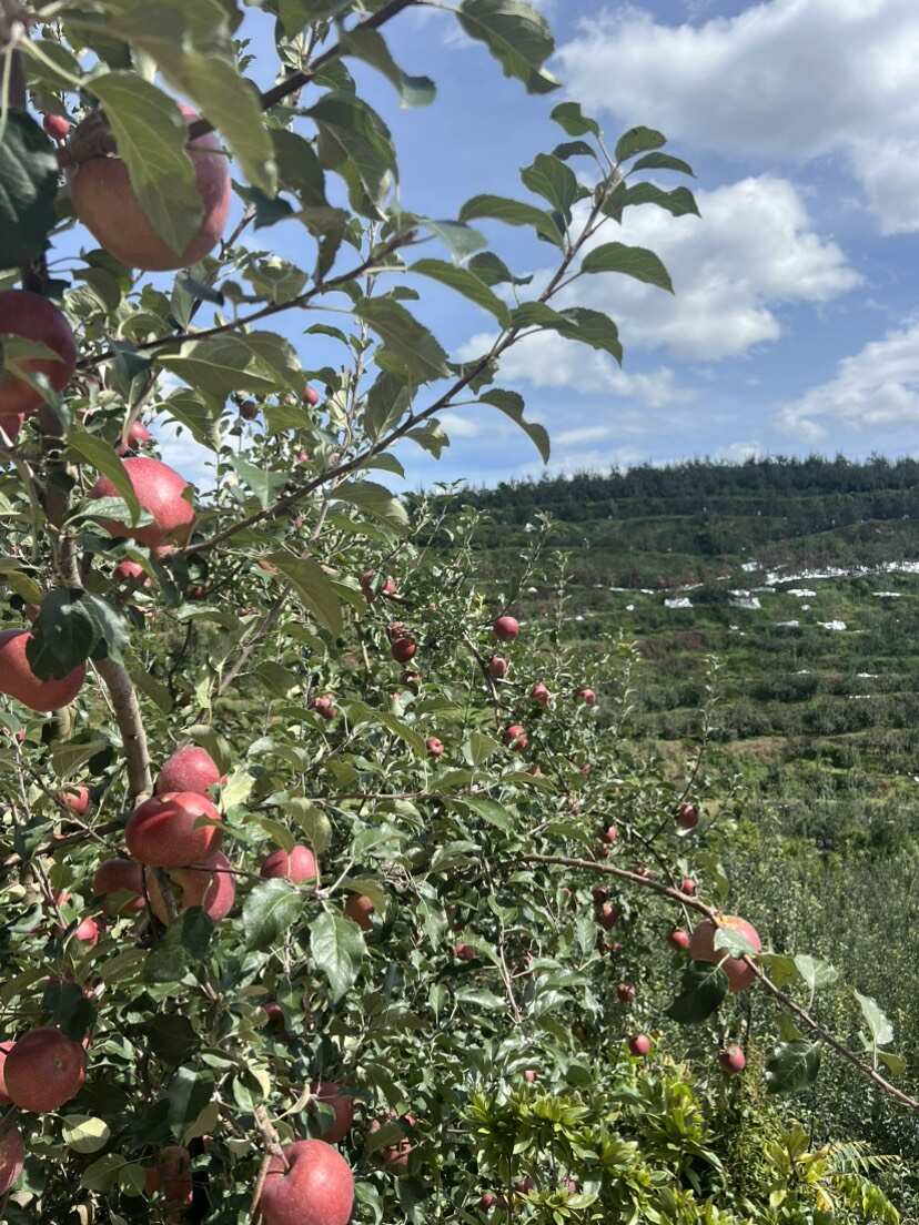 昭通冰糖心丑苹果，支持批发零售团购，产地现摘现发，量大优惠