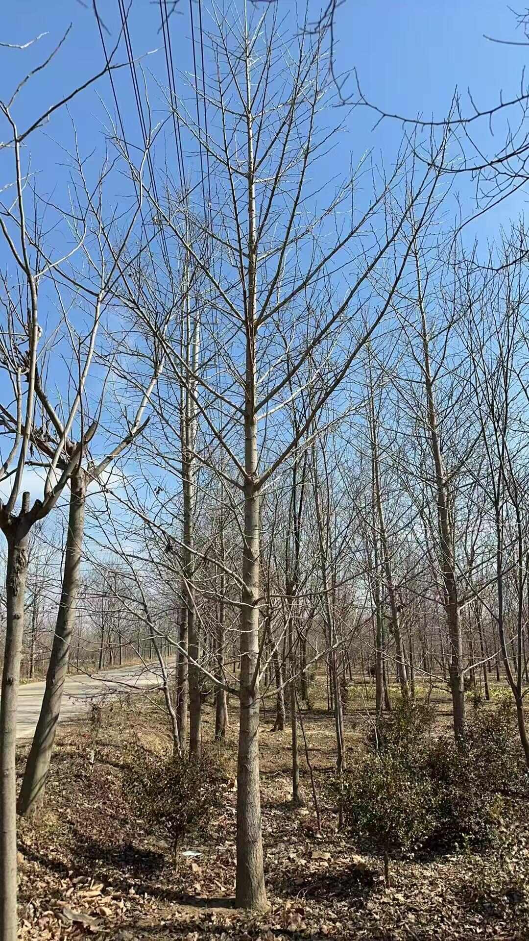 ∮25cm银杏树