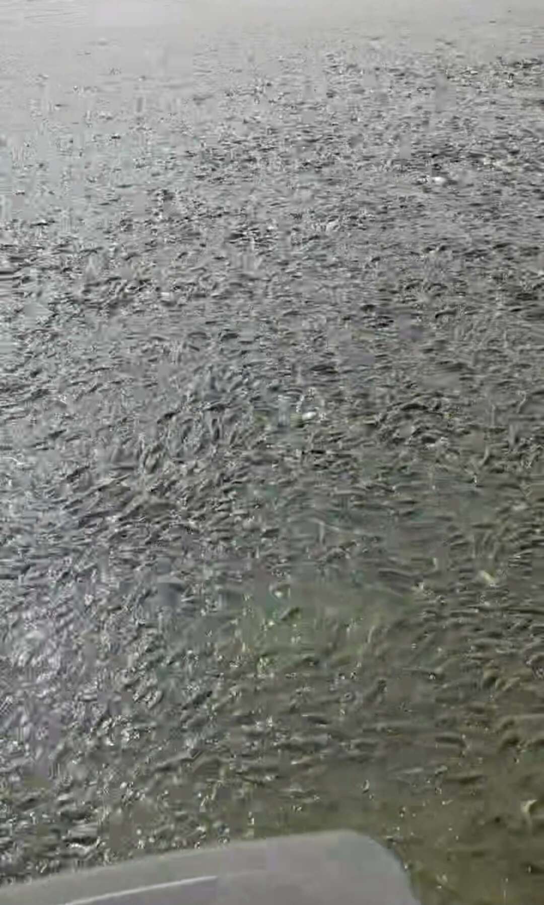 中山草鱼苗