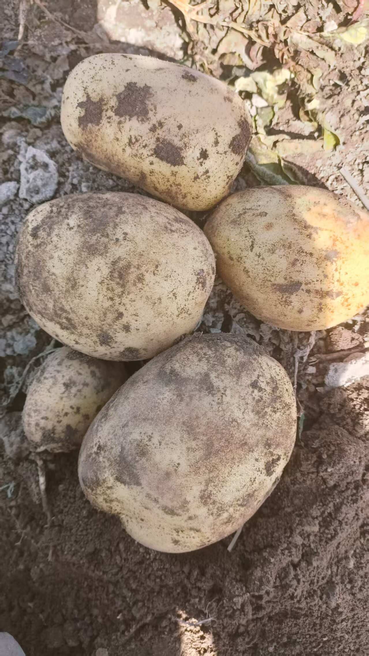 新疆昭苏高原V7黄心土豆