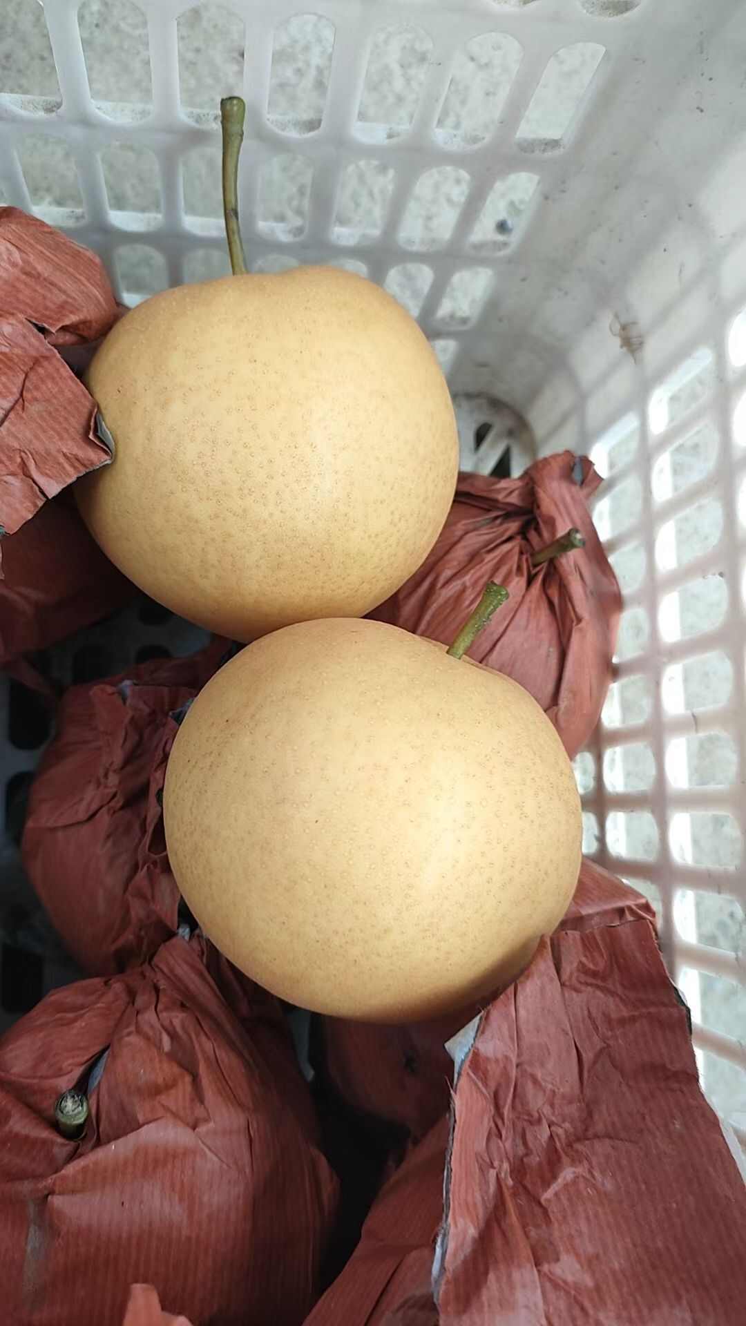 大黄梨，清脆多汁，适合存放