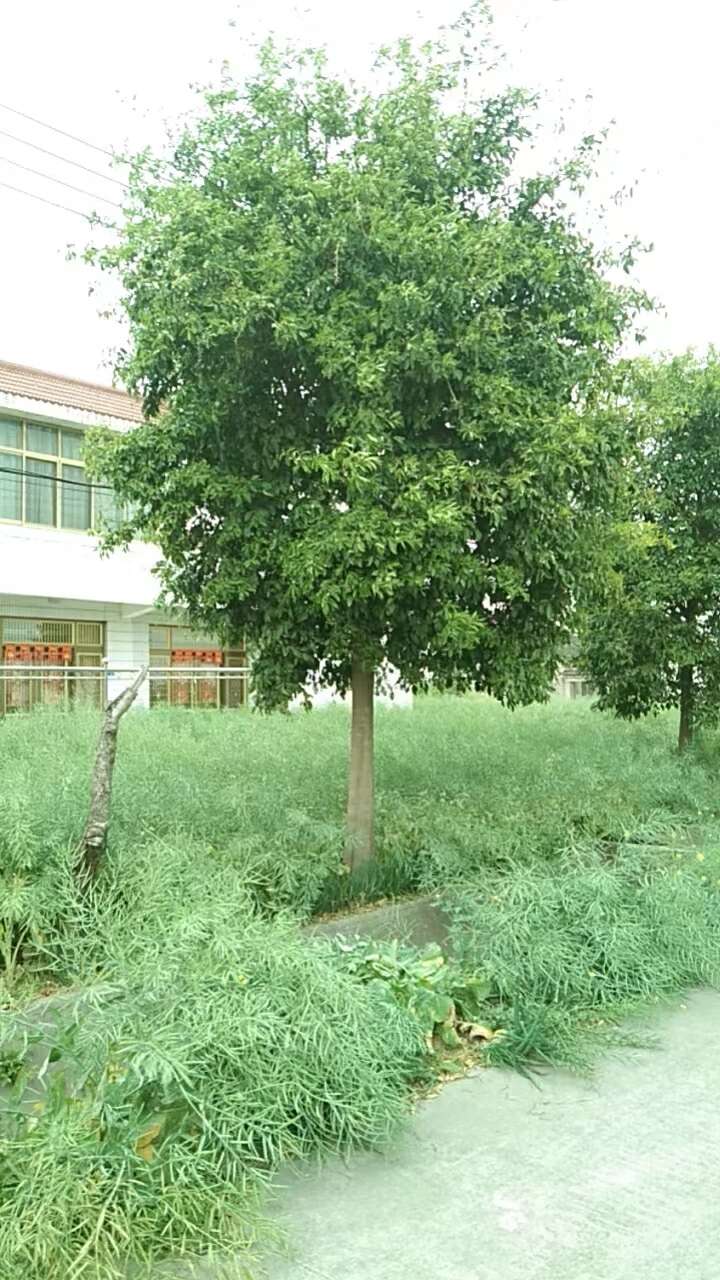 ∮18cm香橼树