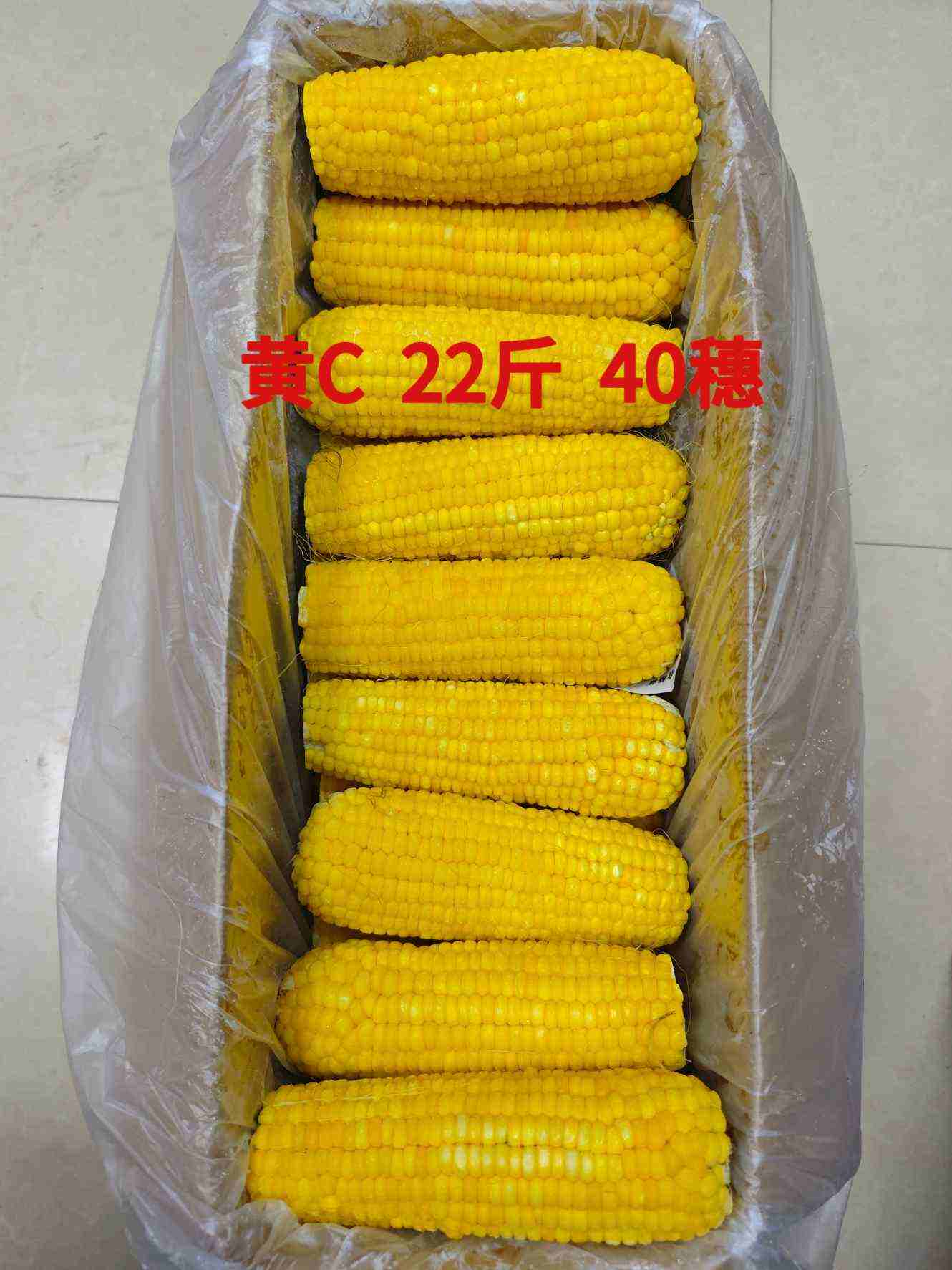 东北糯玉米-黄白双色